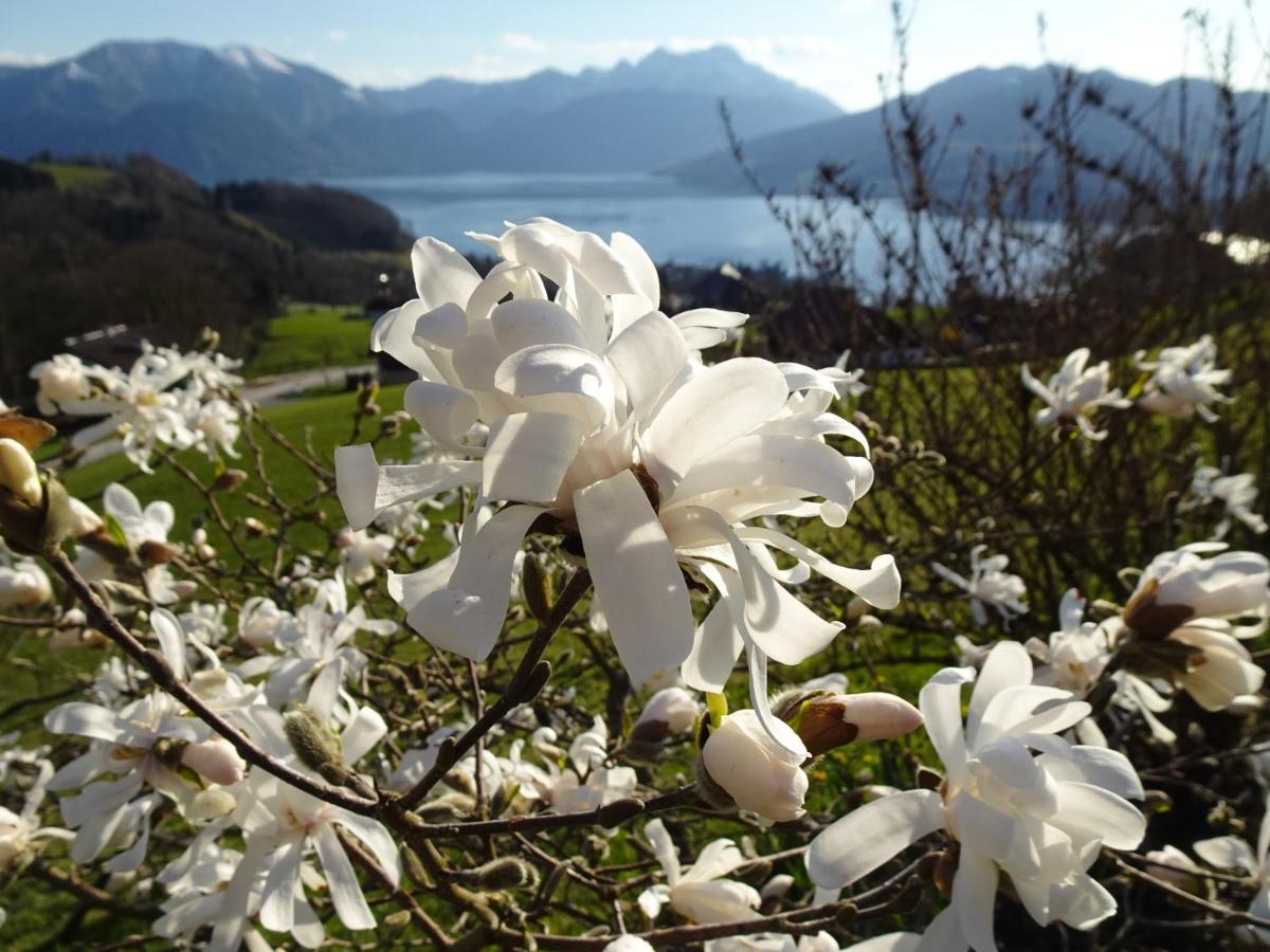 Biohof Schwanser Steinbach am Attersee Exterior photo