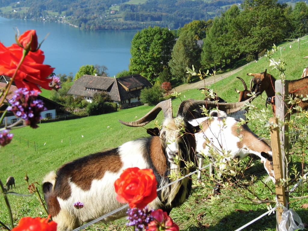 Biohof Schwanser Steinbach am Attersee Exterior photo